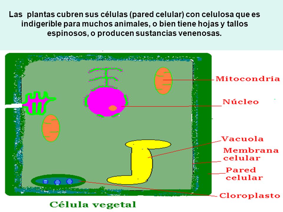 Las plantas cubren sus células (pared celular) con celulosa que es indigerible para muchos animales, o bien tiene hojas y tallos espinosos, o producen sustancias venenosas.
