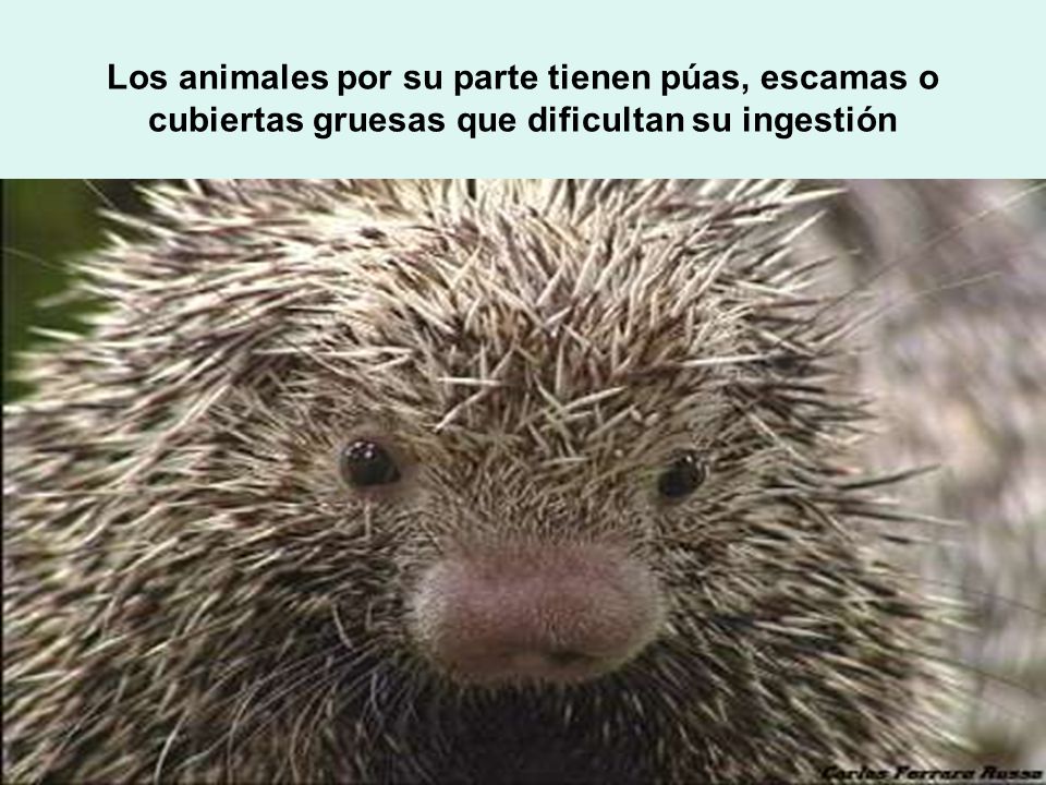 Los animales por su parte tienen púas, escamas o cubiertas gruesas que dificultan su ingestión