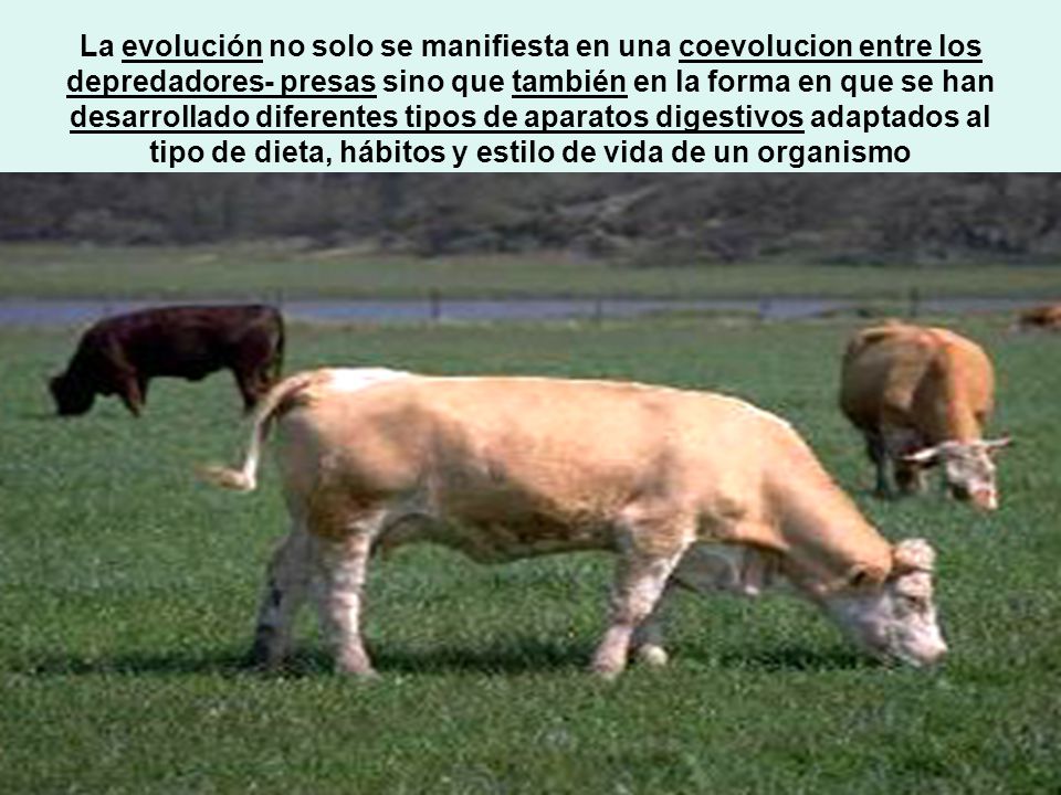 La evolución no solo se manifiesta en una coevolucion entre los depredadores- presas sino que también en la forma en que se han desarrollado diferentes tipos de aparatos digestivos adaptados al tipo de dieta, hábitos y estilo de vida de un organismo