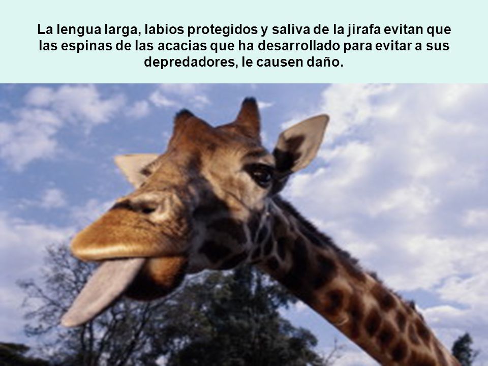 La lengua larga, labios protegidos y saliva de la jirafa evitan que las espinas de las acacias que ha desarrollado para evitar a sus depredadores, le causen daño.