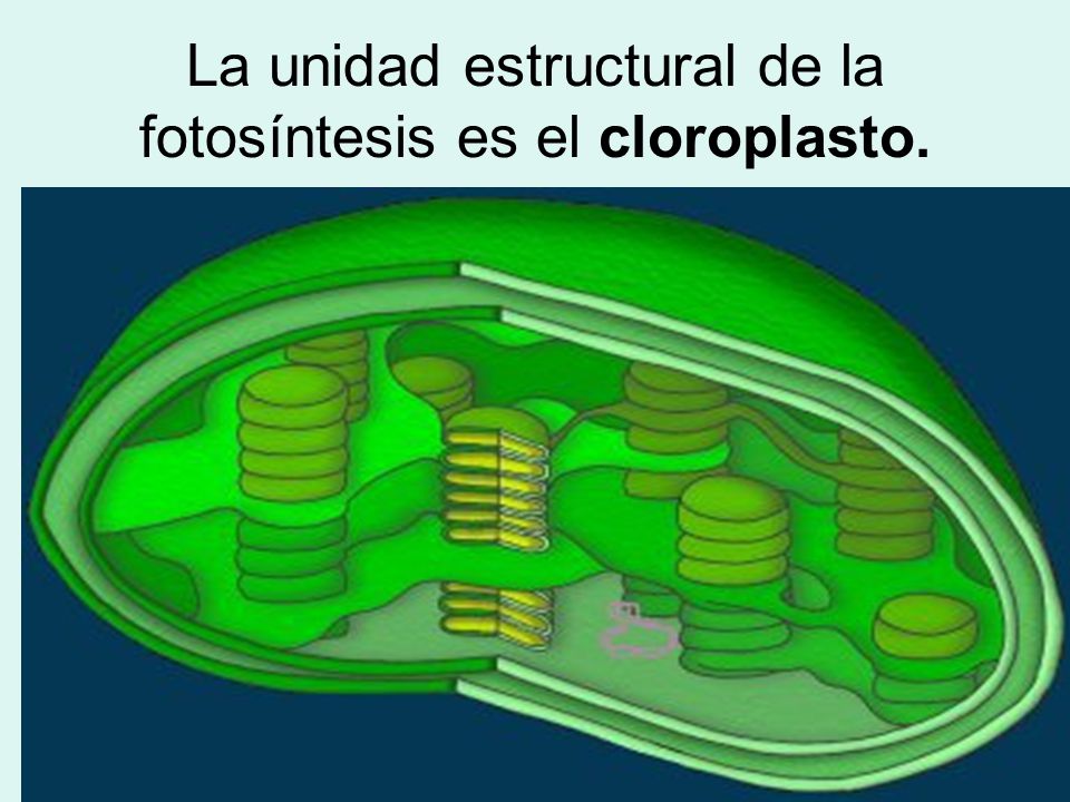 La unidad estructural de la fotosíntesis es el cloroplasto.