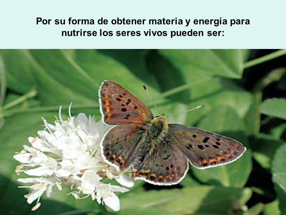 Por su forma de obtener materia y energía para nutrirse los seres vivos pueden ser: