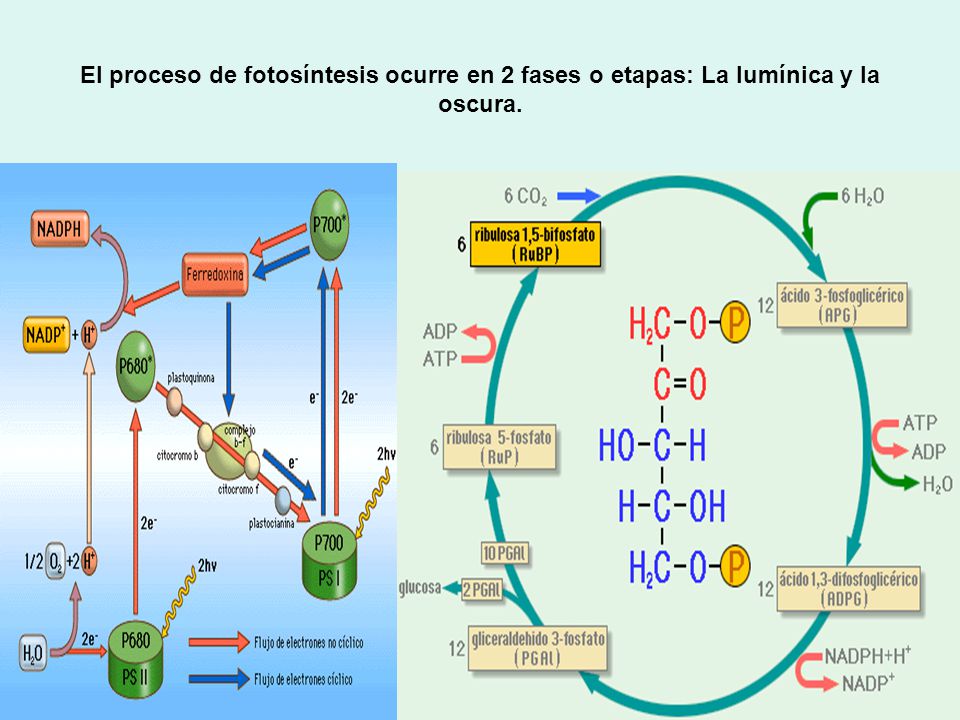 El proceso de fotosíntesis ocurre en 2 fases o etapas: La lumínica y la oscura.