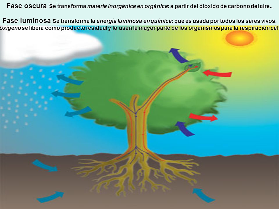 Fase oscura Se transforma materia inorgánica en orgánica: a partir del dióxido de carbono del aire..