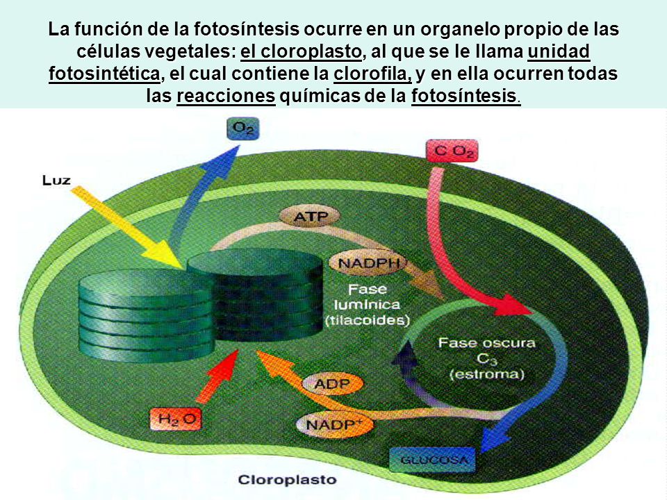 La función de la fotosíntesis ocurre en un organelo propio de las células vegetales: el cloroplasto, al que se le llama unidad fotosintética, el cual contiene la clorofila, y en ella ocurren todas las reacciones químicas de la fotosíntesis.