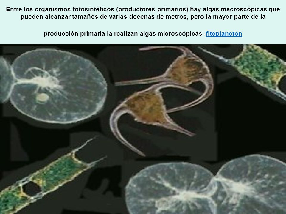 Entre los organismos fotosintéticos (productores primarios) hay algas macroscópicas que pueden alcanzar tamaños de varias decenas de metros, pero la mayor parte de la producción primaria la realizan algas microscópicas -fitoplancton