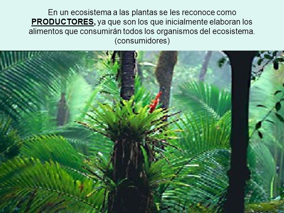 En un ecosistema a las plantas se les reconoce como PRODUCTORES, ya que son los que inicialmente elaboran los alimentos que consumirán todos los organismos del ecosistema.