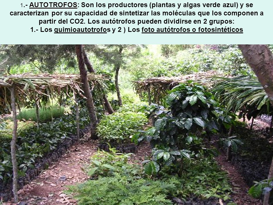 1.- AUTOTROFOS: Son los productores (plantas y algas verde azul) y se caracterizan por su capacidad de sintetizar las moléculas que los componen a partir del CO2.