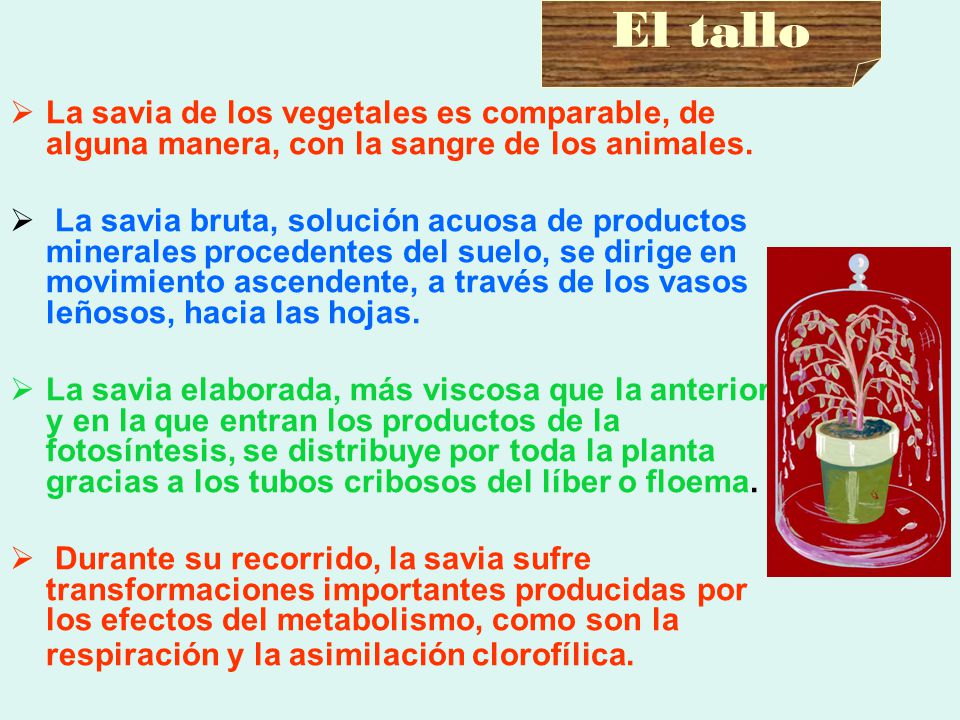 El tallo La savia de los vegetales es comparable, de alguna manera, con la sangre de los animales.