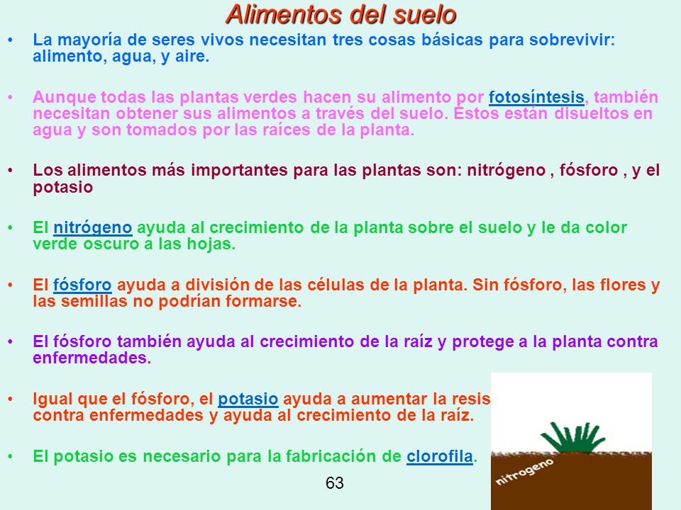 Alimentos del suelo La mayoría de seres vivos necesitan tres cosas básicas para sobrevivir: alimento, agua, y aire.
