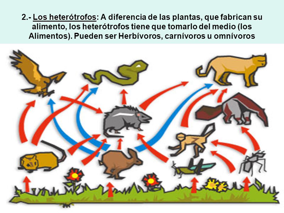 2.- Los heterótrofos: A diferencia de las plantas, que fabrican su alimento, los heterótrofos tiene que tomarlo del medio (los Alimentos).