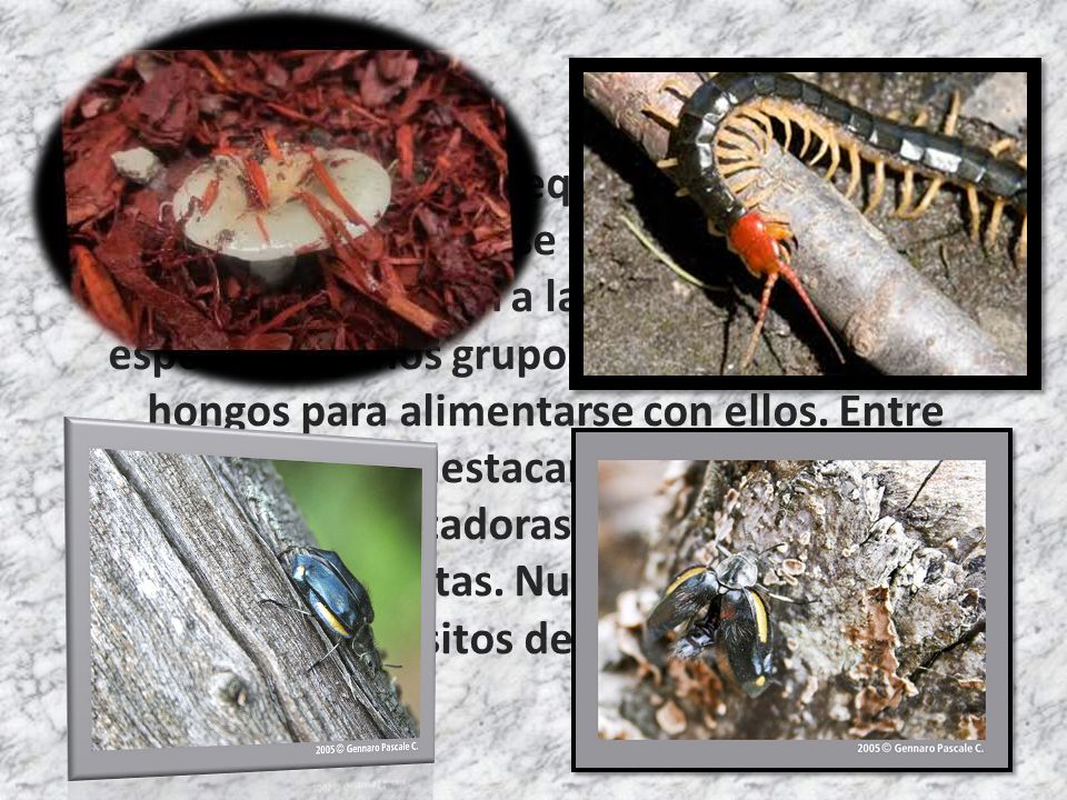 Muchos animales pequeños, entre ellos insectos y ciempiés, se alimentan de hongos y así contribuyen a la dispersión de sus esporas.