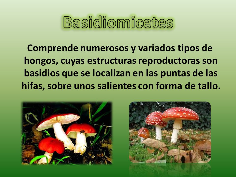 Basidiomicetes