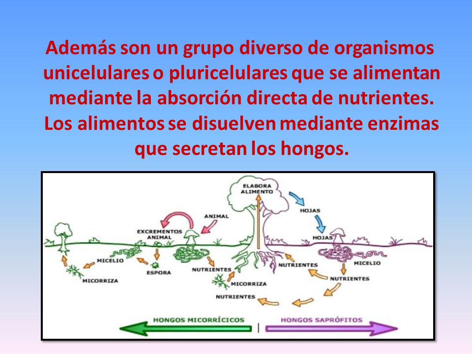 Además son un grupo diverso de organismos unicelulares o pluricelulares que se alimentan mediante la absorción directa de nutrientes.