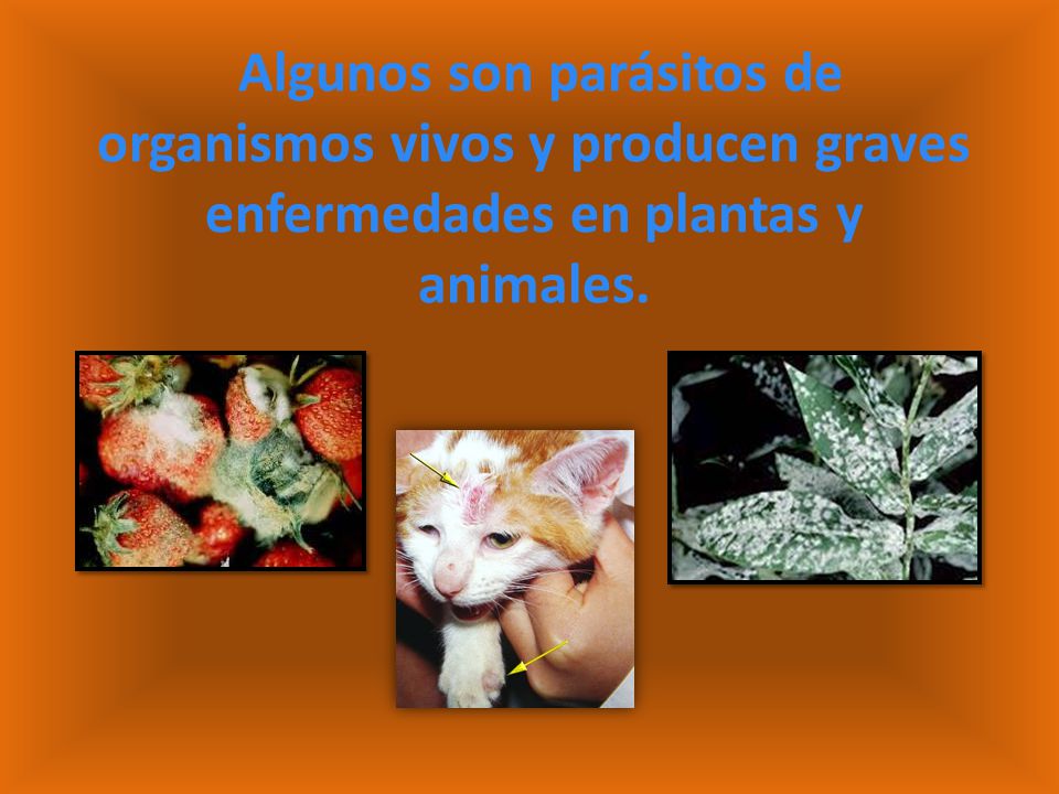 Algunos son parásitos de organismos vivos y producen graves enfermedades en plantas y animales.