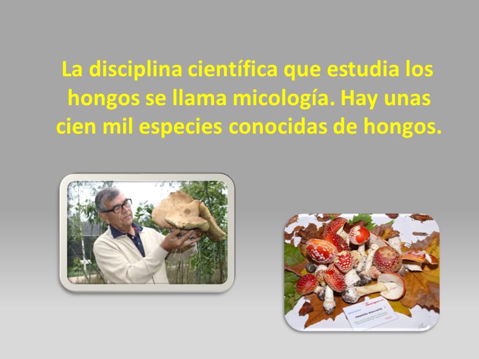 La disciplina científica que estudia los hongos se llama micología