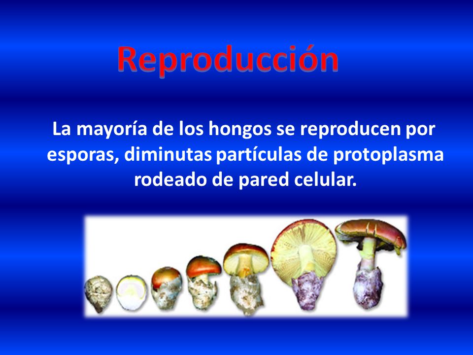 Reproducción La mayoría de los hongos se reproducen por esporas, diminutas partículas de protoplasma rodeado de pared celular.
