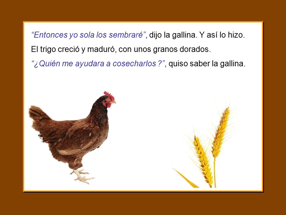Entonces yo sola los sembraré , dijo la gallina. Y así lo hizo.
