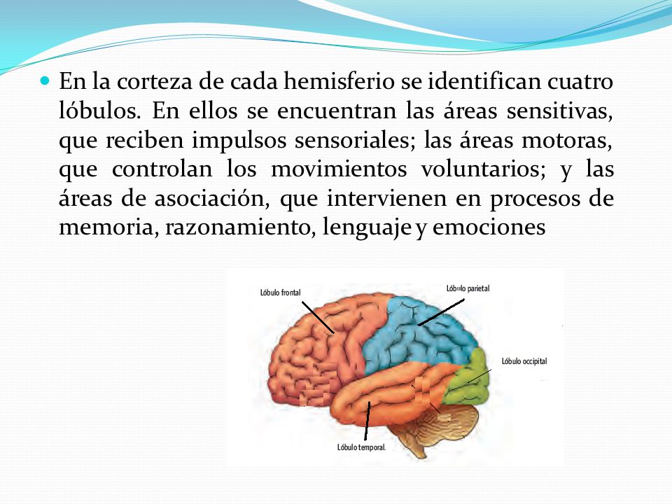 En la corteza de cada hemisferio se identifican cuatro lóbulos