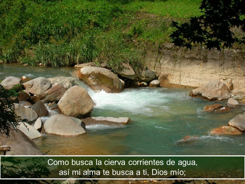 Como busca la cierva corrientes de agua, así mi alma te busca a ti, Dios mío;