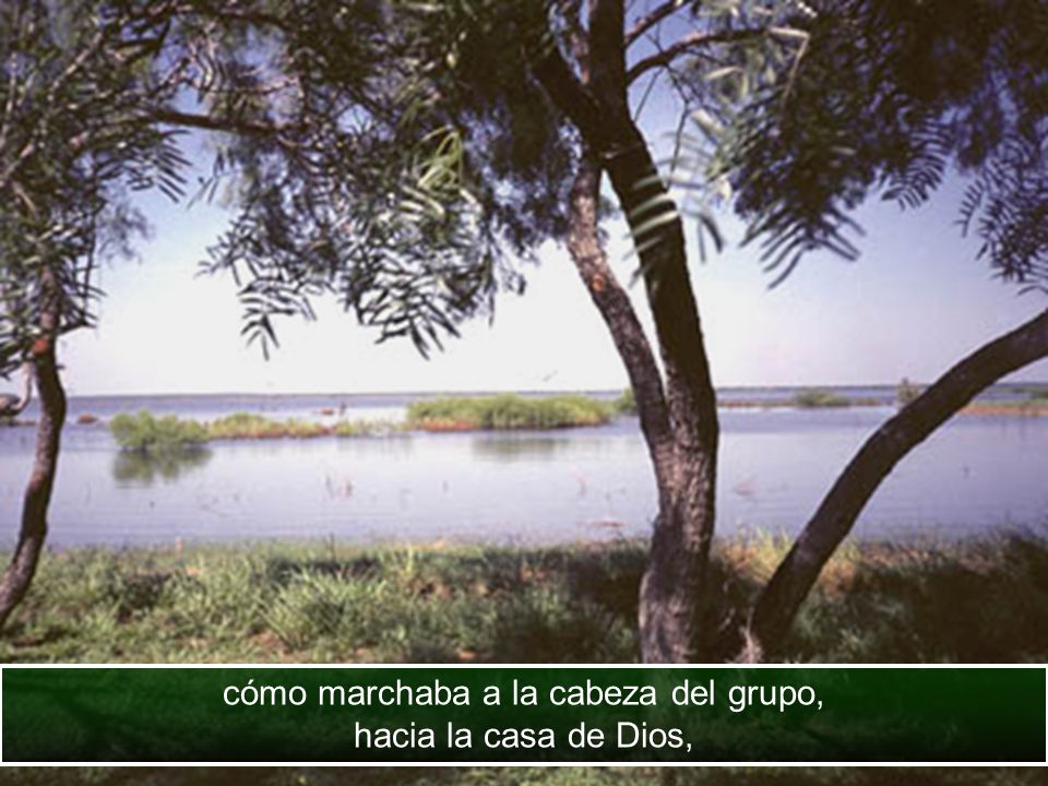 cómo marchaba a la cabeza del grupo, hacia la casa de Dios,