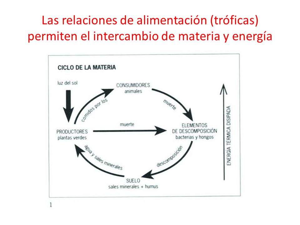 Las relaciones de alimentación (tróficas) permiten el intercambio de materia y energía