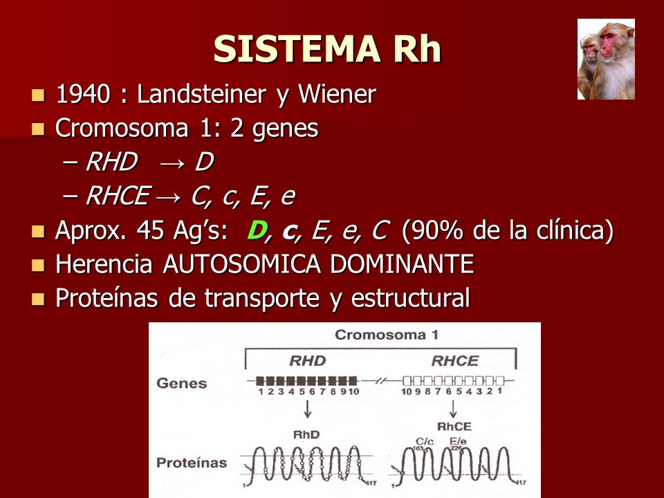 SISTEMA Rh 1940 : Landsteiner y Wiener Cromosoma 1: 2 genes RHD → D