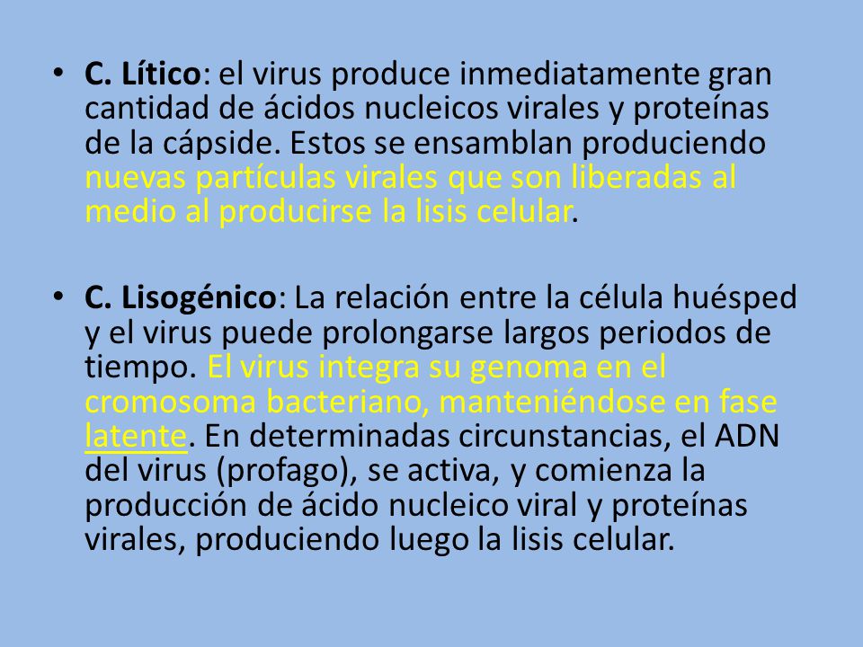 C. Lítico: el virus produce inmediatamente gran cantidad de ácidos nucleicos virales y proteínas de la cápside. Estos se ensamblan produciendo nuevas partículas virales que son liberadas al medio al producirse la lisis celular.