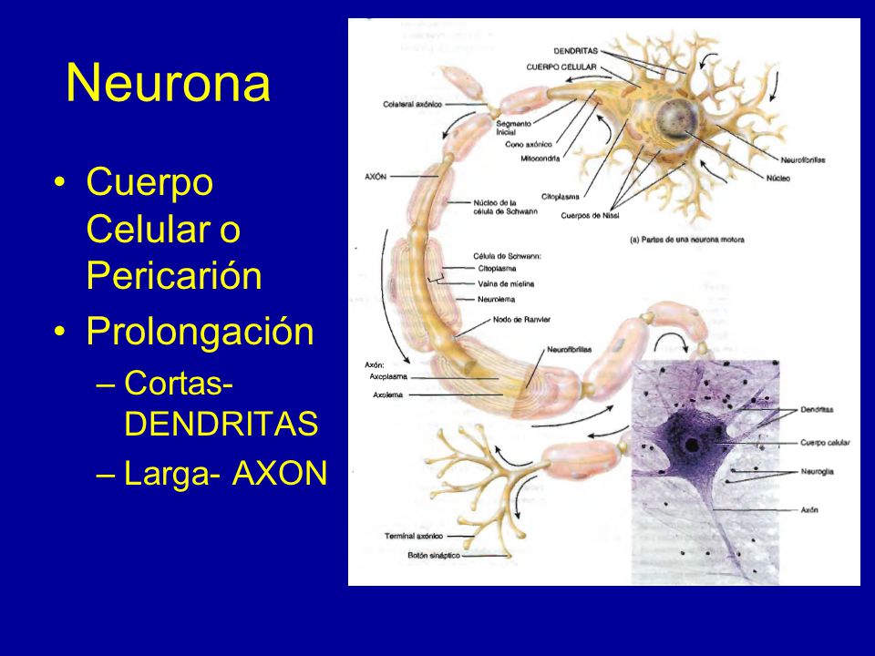 Neurona Cuerpo Celular o Pericarión Prolongación Cortas- DENDRITAS