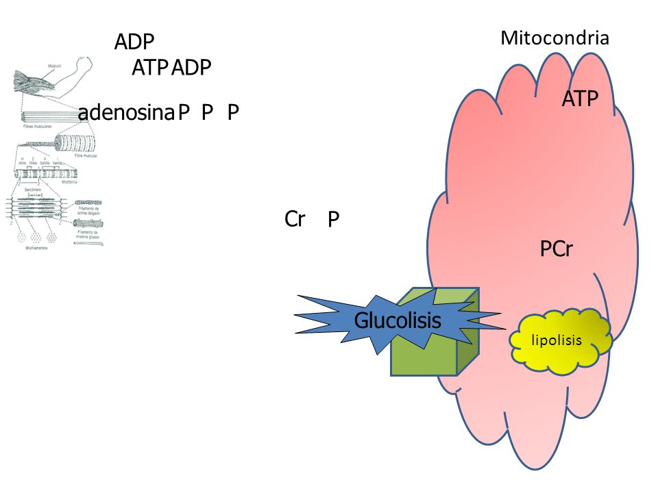 ADP Mitocondria ATP ADP ATP adenosina P P P Cr P PCr Glucolisis