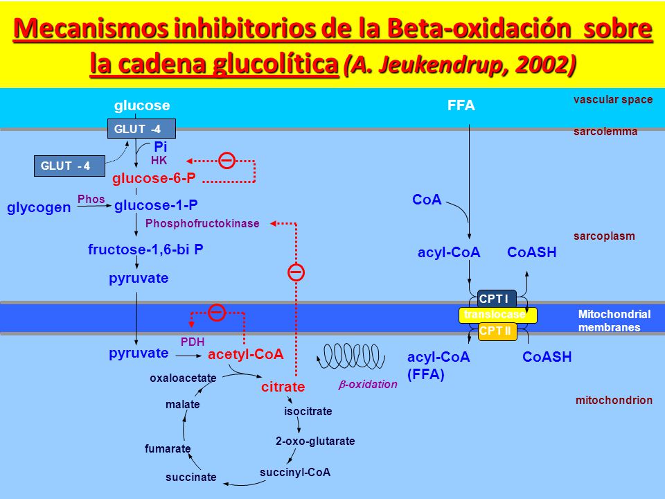 Mecanismos inhibitorios de la Beta-oxidación sobre la cadena glucolítica (A. Jeukendrup, 2002)
