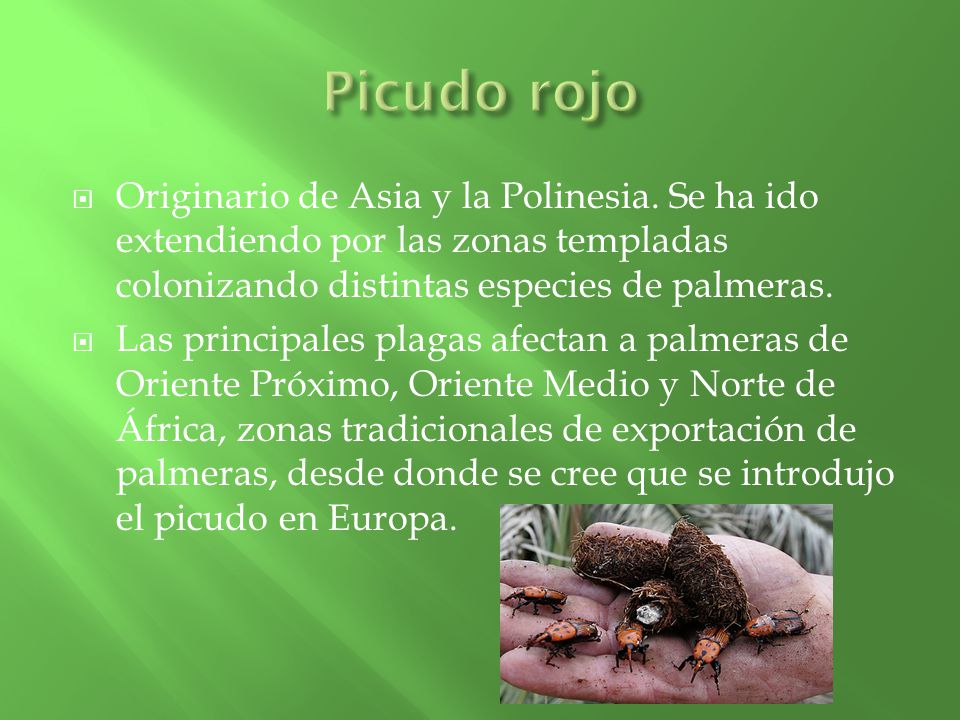 Picudo rojo Originario de Asia y la Polinesia. Se ha ido extendiendo por las zonas templadas colonizando distintas especies de palmeras.
