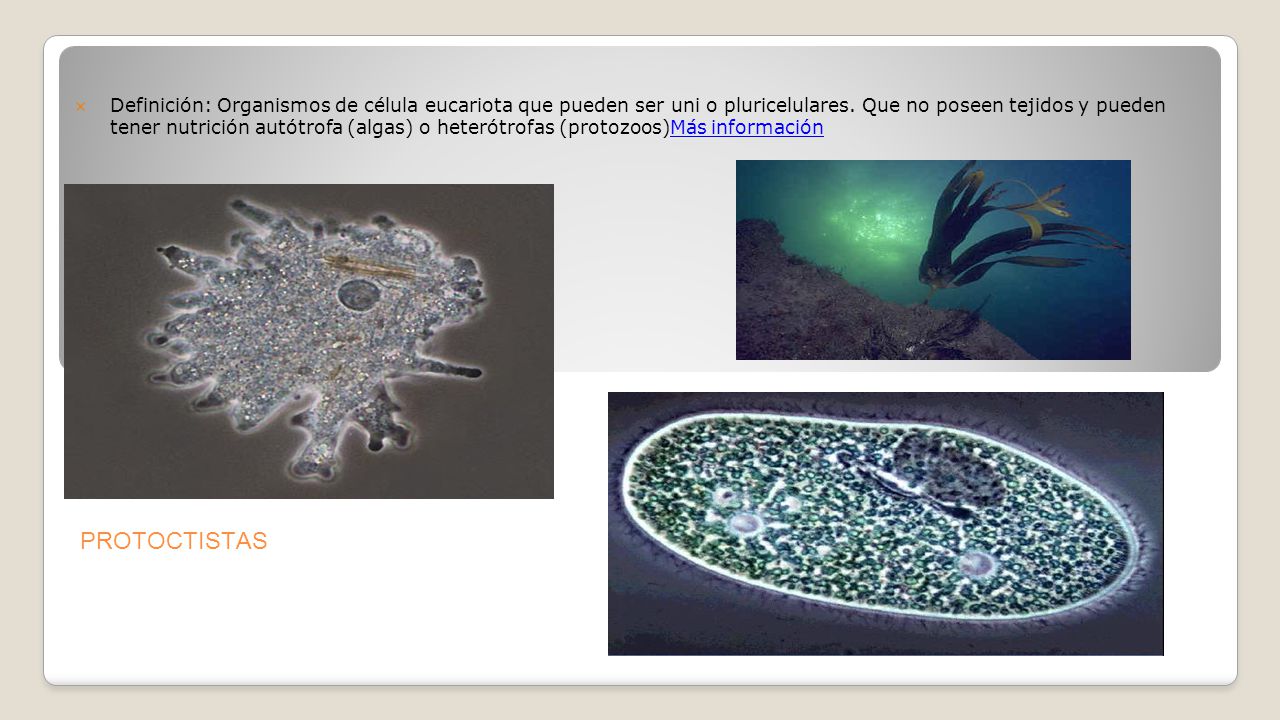 Definición: Organismos de célula eucariota que pueden ser uni o pluricelulares. Que no poseen tejidos y pueden tener nutrición autótrofa (algas) o heterótrofas (protozoos)Más información