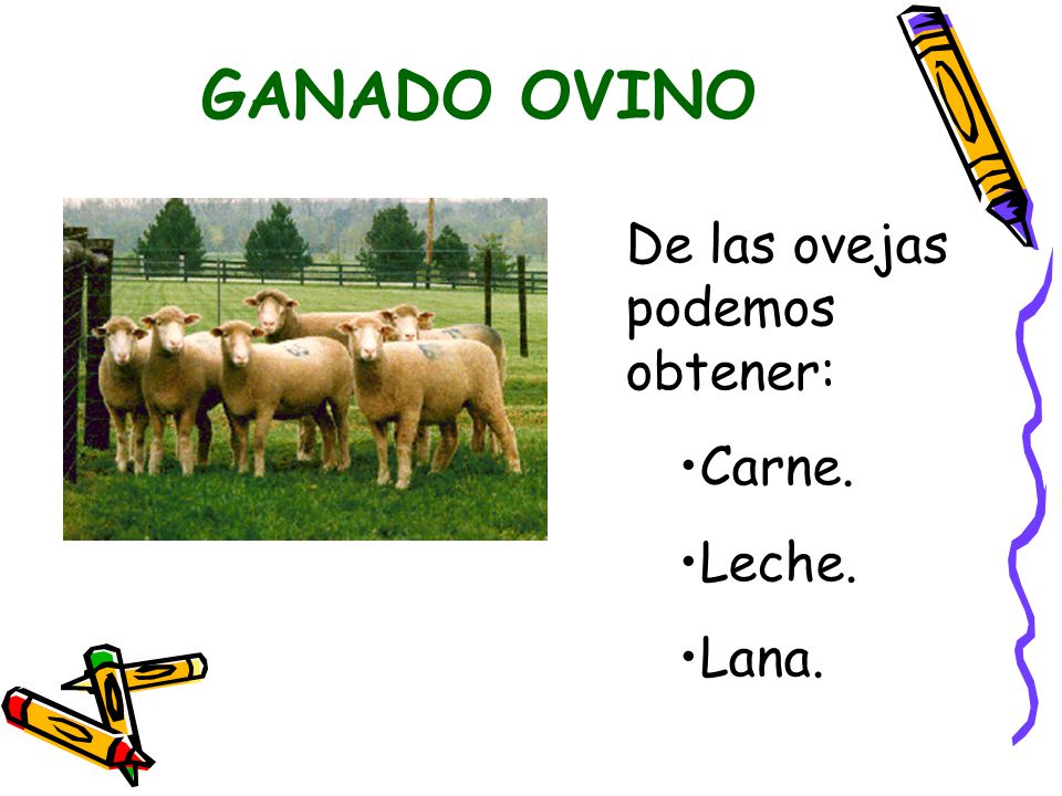 GANADO OVINO De las ovejas podemos obtener: Carne. Leche. Lana.