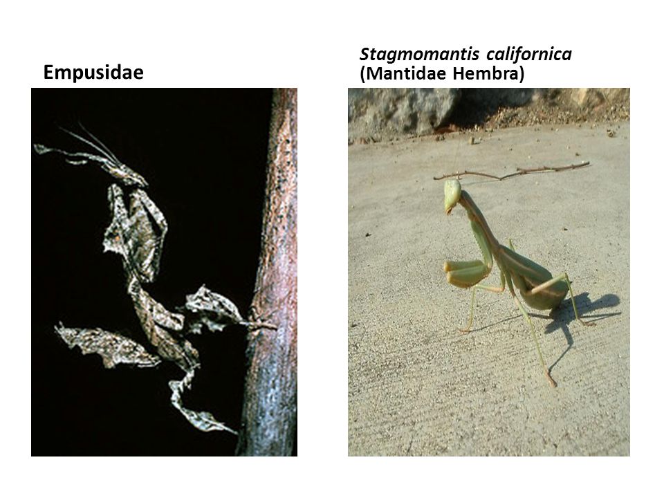 Empusidae Stagmomantis californica (Mantidae Hembra)