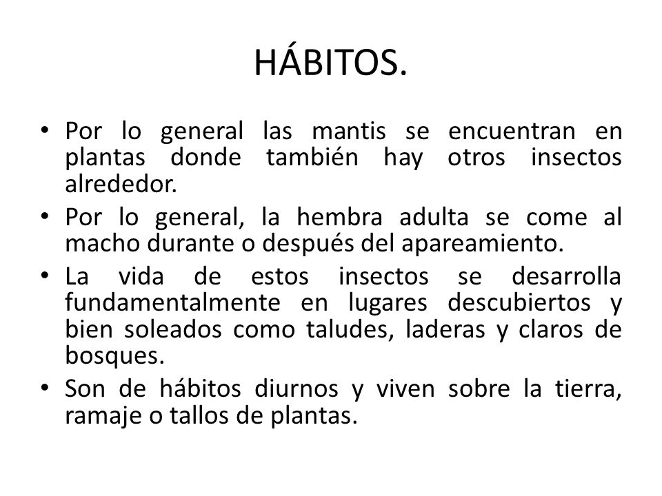 HÁBITOS. Por lo general las mantis se encuentran en plantas donde también hay otros insectos alrededor.