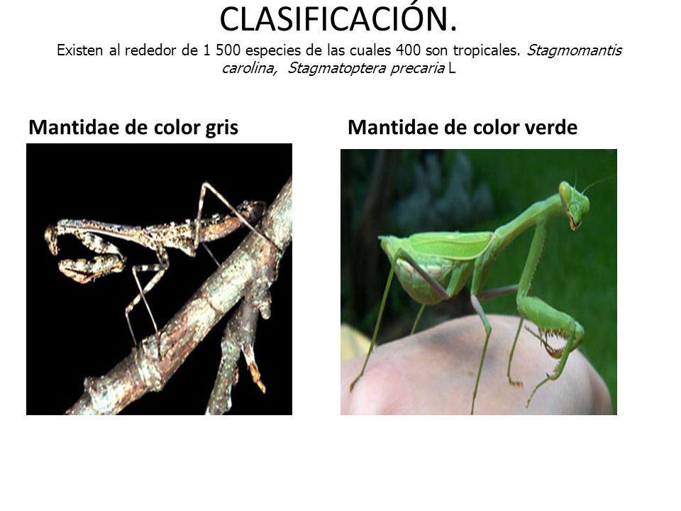 CLASIFICACIÓN. Existen al rededor de especies de las cuales 400 son tropicales. Stagmomantis carolina, Stagmatoptera precaria L