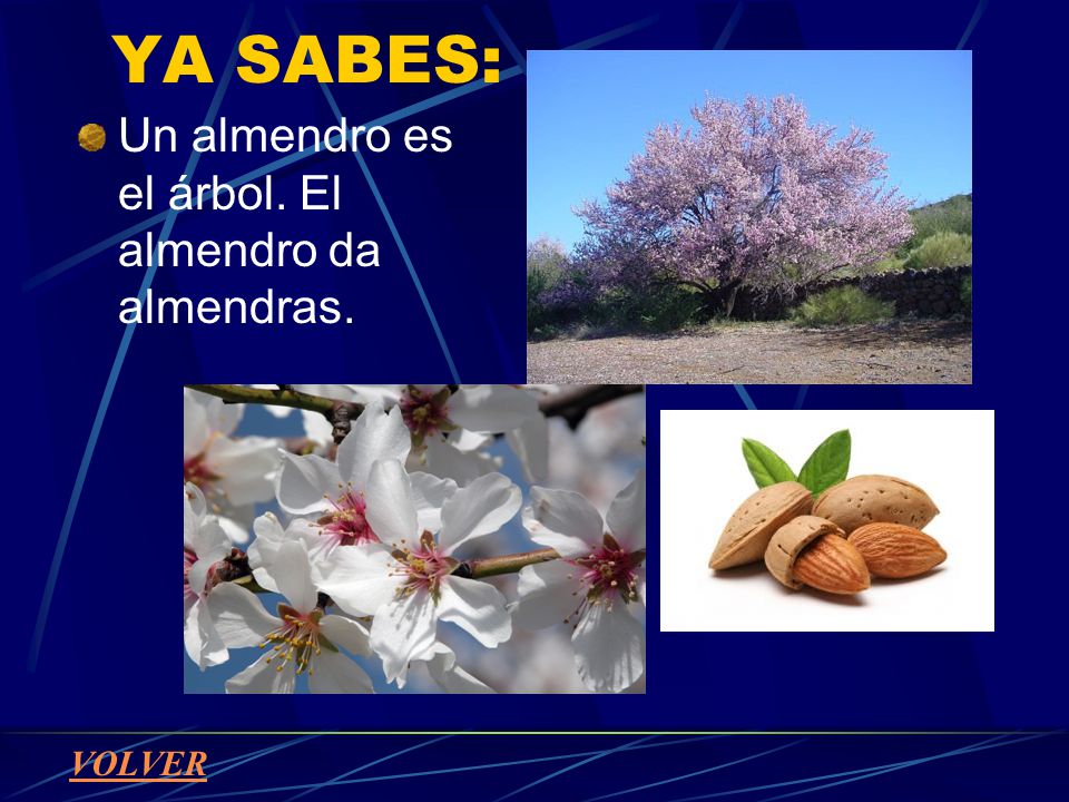 YA SABES: Un almendro es el árbol. El almendro da almendras. VOLVER