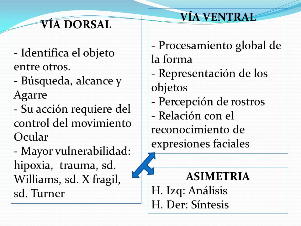VÍA VENTRAL - Procesamiento global de. la forma. - Representación de los. objetos. - Percepción de rostros.