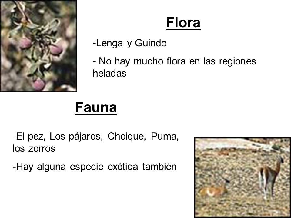 Flora Fauna Lenga y Guindo No hay mucho flora en las regiones heladas