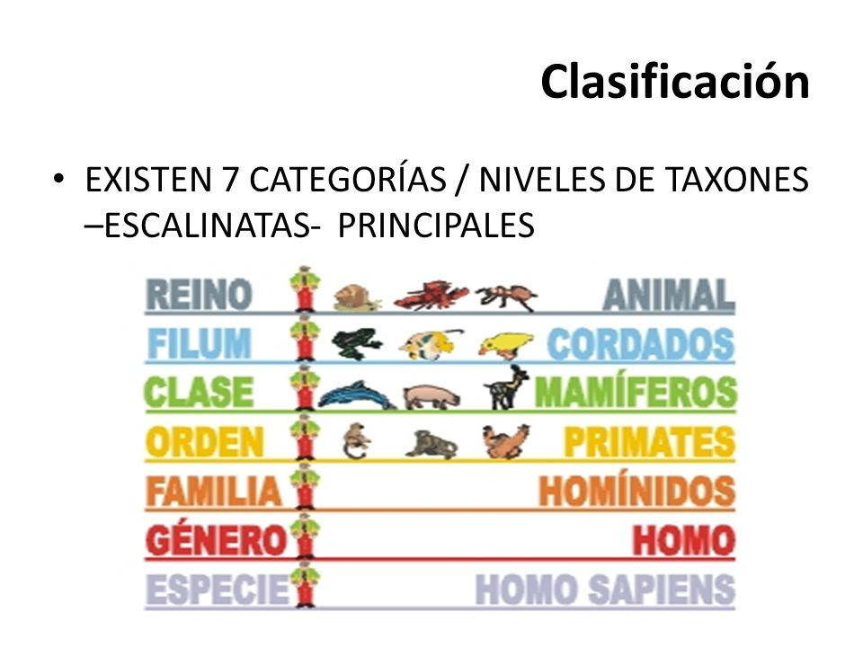 Clasificación EXISTEN 7 CATEGORÍAS / NIVELES DE TAXONES –ESCALINATAS- PRINCIPALES