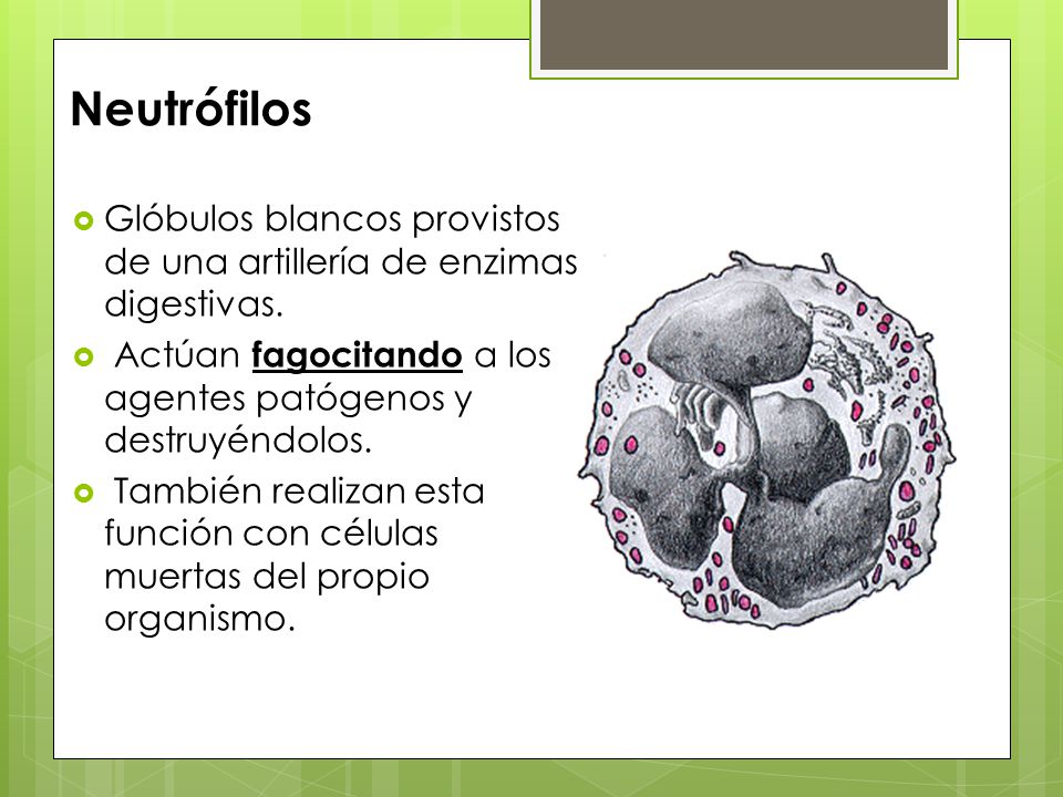 Neutrófilos Glóbulos blancos provistos de una artillería de enzimas digestivas. Actúan fagocitando a los agentes patógenos y destruyéndolos.