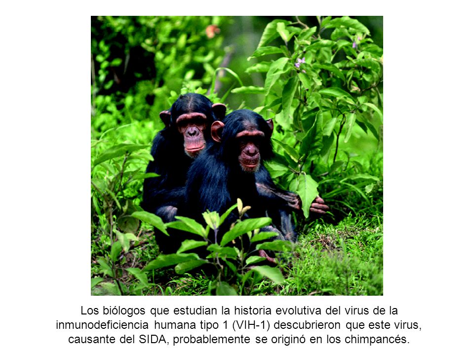 Los biólogos que estudian la historia evolutiva del virus de la inmunodeficiencia humana tipo 1 (VIH-1) descubrieron que este virus, causante del SIDA, probablemente se originó en los chimpancés.