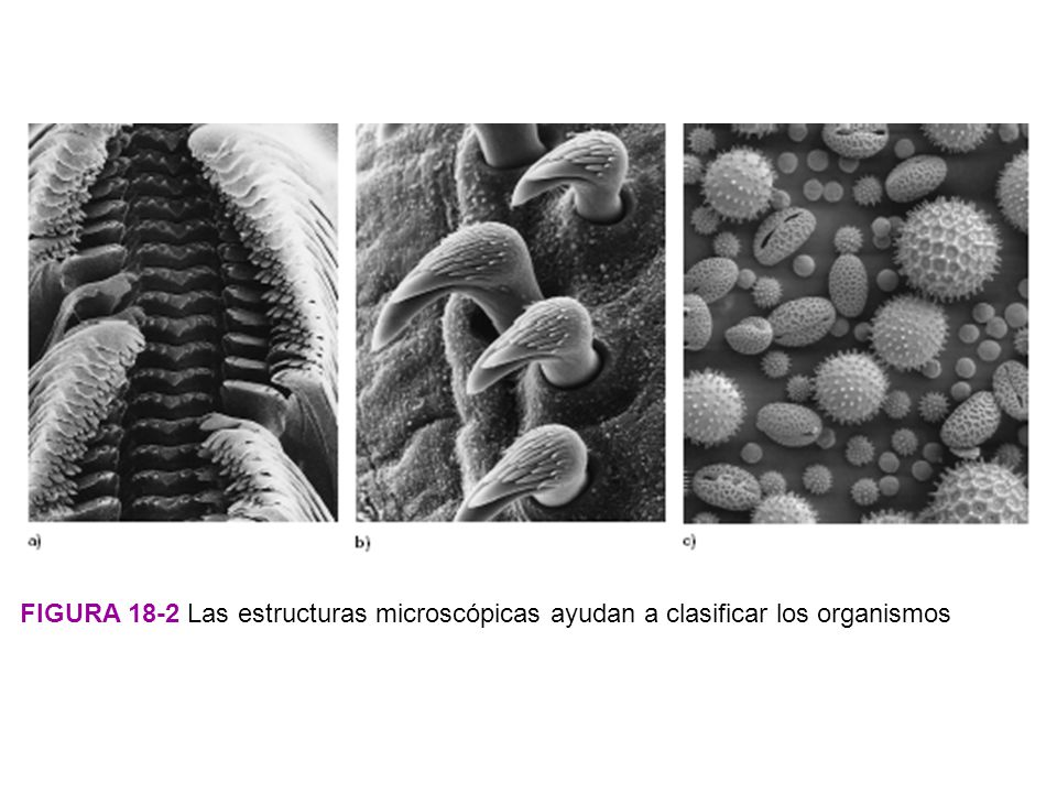 FIGURA 18-2 Las estructuras microscópicas ayudan a clasificar los organismos