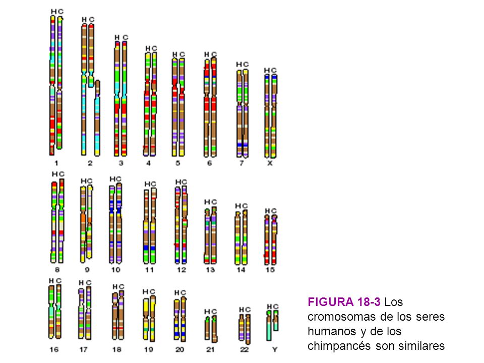 FIGURA 18-3 Los cromosomas de los seres humanos y de los