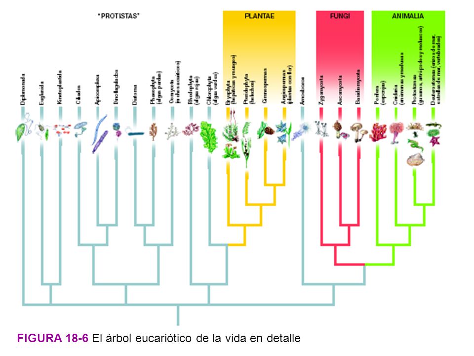 FIGURA 18-6 El árbol eucariótico de la vida en detalle
