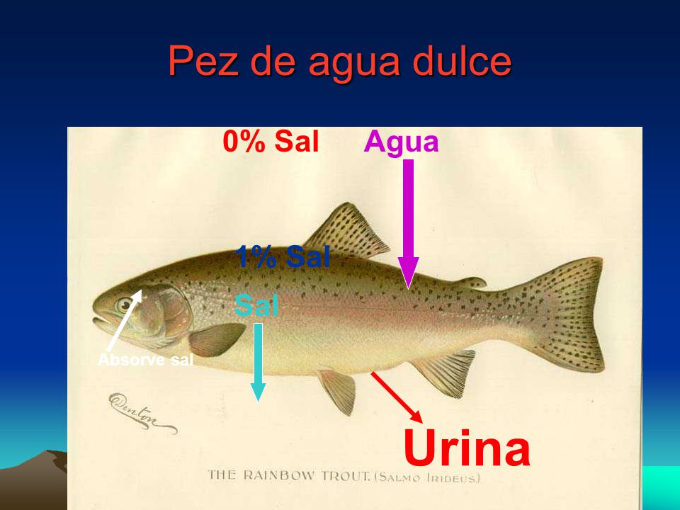 Pez de agua dulce 0% Sal Agua 1% Sal Sal Absorve sal Urina