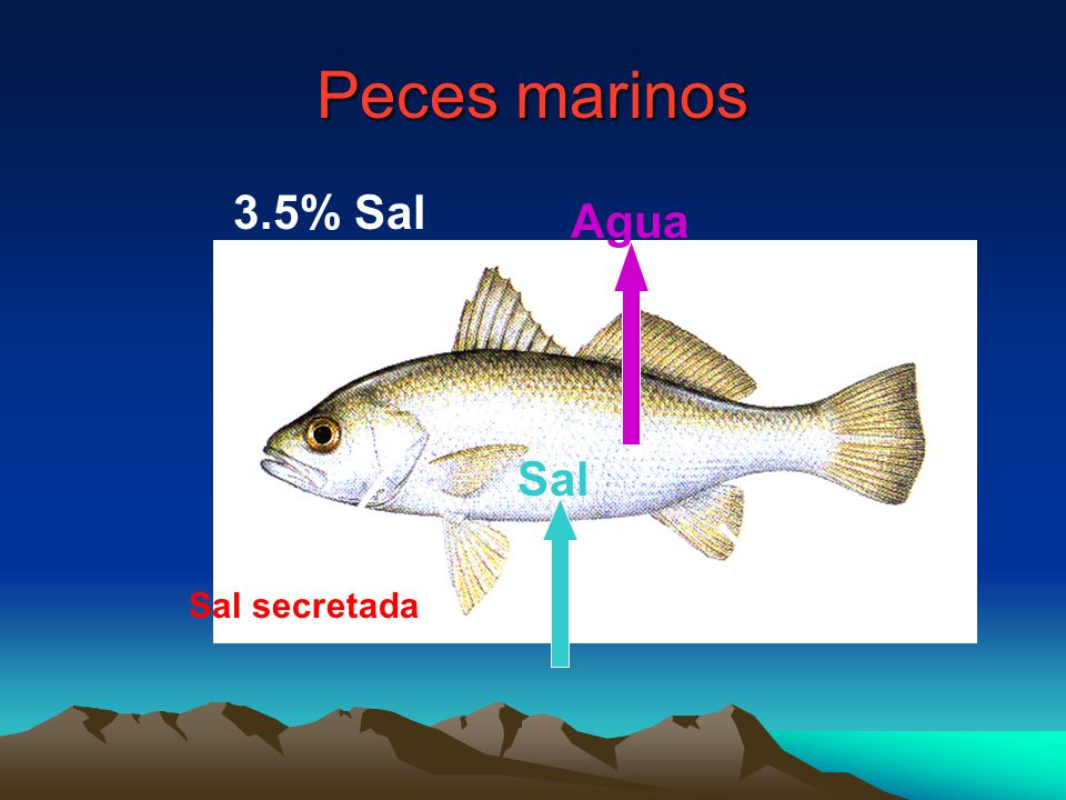 Peces marinos 3.5% Sal Agua 1% Salt Sal Sal secretada Urine