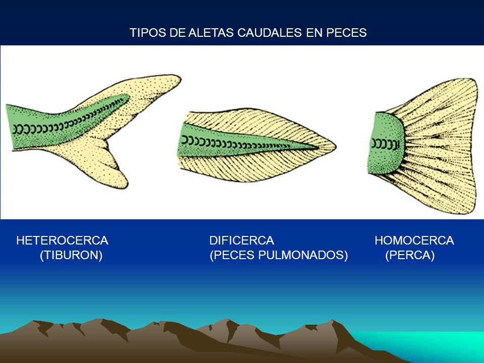 TIPOS DE ALETAS CAUDALES EN PECES