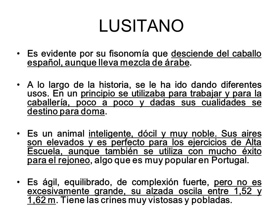 LUSITANO Es evidente por su fisonomía que desciende del caballo español, aunque lleva mezcla de árabe.